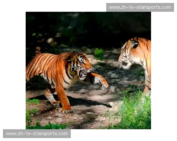 蓝矿魂火拼华南虎：当盖尔森基兴的工业风暴撞上珠江口的足球狂潮